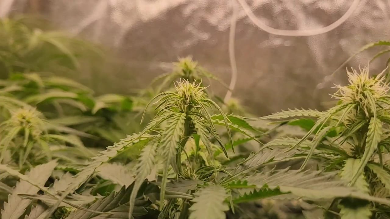 Plantas de cannabis medicinal em floração dentro do grow indoor